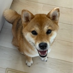1歳の柴犬　わんぱくな女の子