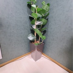綺麗め おしゃれ フェイクグリーン モダン　の画像