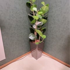 綺麗め おしゃれ フェイクグリーン モダン　の画像