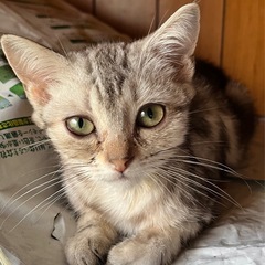 アメショ🌼推定3ヶ月♂