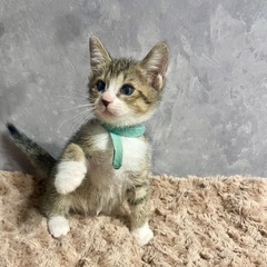 兄妹の中で1番元気なキジ白ちゃん