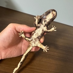 陶器のウーパールーパーの画像
