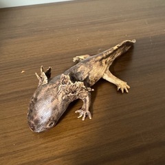 陶器のウーパールーパーの画像