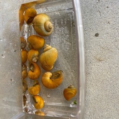 水槽の苔取りに　ゴールデンアップルスネール