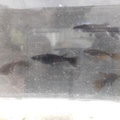 カイジ鰭長　スワロー　稚魚〜幼魚　3匹セットの画像
