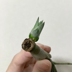 エアプランツ　
チランジアの赤ちゃんの画像