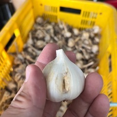訳あり❗️ニンニク500g