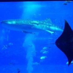 沖縄伝統芸能エイサーやりませんか？の画像