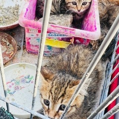【急募】生後1ヶ月ほどの子猫4匹