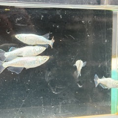 2ペア　
ゴブリンアースアイ の画像