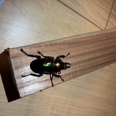 ニジイロクワガタ　ペアの画像