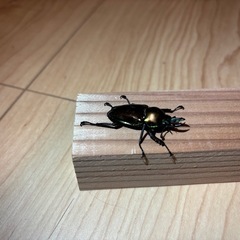 ニジイロクワガタ　ペアの画像