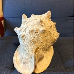 天然法螺貝の画像