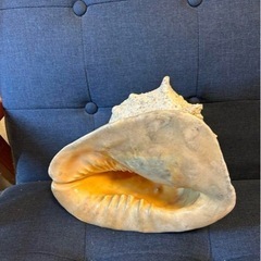 天然法螺貝の画像