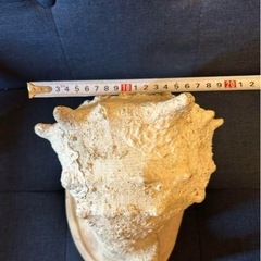 天然法螺貝の画像