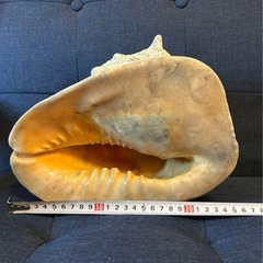 天然法螺貝の画像