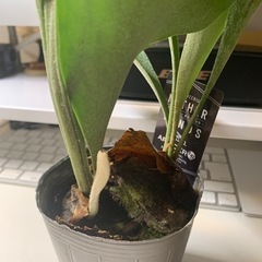 観葉植物　1株からお裾分け　生育良好 コウモリラン・ビカクシダ ネザーランド① 〜⑩→⑧の画像