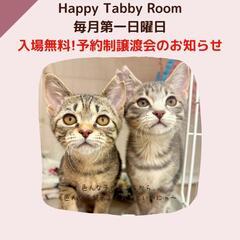 ８月３日　入場無料デー！動物病院の保護猫譲渡会