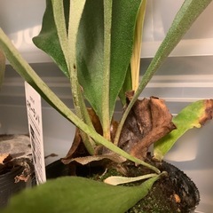 観葉植物　1株からお裾分け　生育良好 コウモリラン・ビカクシダ ネザーランド① 〜⑩→⑧の画像