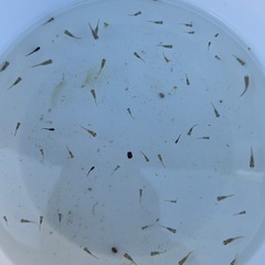 メダカ幼魚30匹の画像