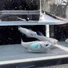 「しずく」メダカ1ペアの画像