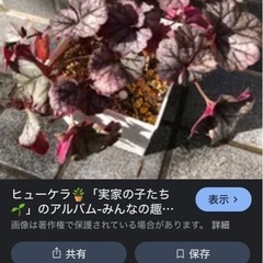 決まりました ヒューケラ　フィロデンドロンバーキンの画像