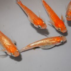 メダカ　デーンモルフォ稚魚（１㎝前後）1２匹の画像