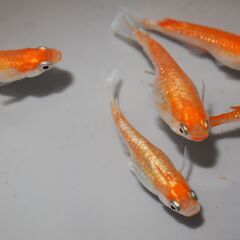 メダカ　デーンモルフォ稚魚（１㎝前後）1２匹の画像