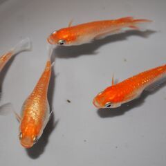メダカ　デーンモルフォ稚魚（１㎝前後）1２匹の画像