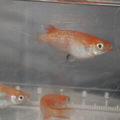 メダカ　デーンモルフォ稚魚（１㎝前後）1２匹の画像