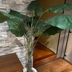 観葉植物（フェイク）の画像