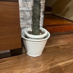 観葉植物（フェイク）の画像