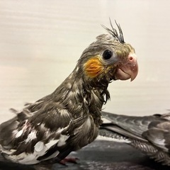 オカメインコ　PFノーマル