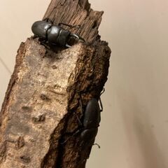 コクワガタ　先着順の画像