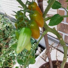 トマト🍅の植木鉢の画像