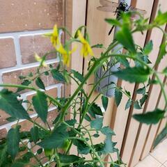 トマト🍅の植木鉢の画像
