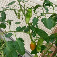 トマト🍅の植木鉢の画像