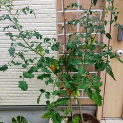 トマト🍅の植木鉢の画像