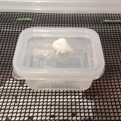 デュビアのコロニーの画像