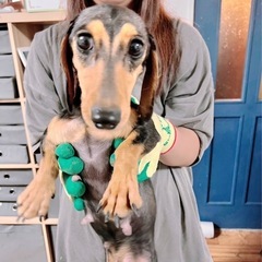 ミニチュアダックスブラックタンの女の子2歳商談中