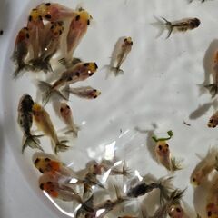 東錦🐟の画像