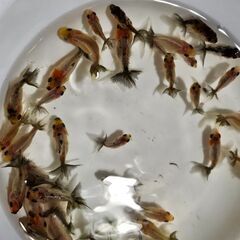 東錦🐟の画像