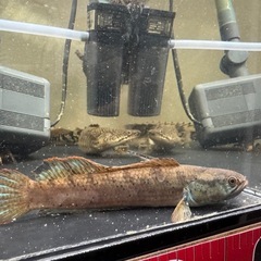 バーミーズレットフィンスネークヘッドの画像