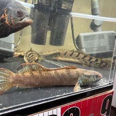 バーミーズレットフィンスネークヘッドの画像