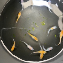 【虎天めだか】高級めだかMIX 　神田三色　赤勝ち白勝ち　選外ミックス１２匹＋α　バケツの中の全ての画像