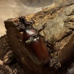 カブトムシ　先着順　今が一番安い時期です　セールの画像