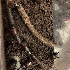 カブトムシ　先着順　今が一番安い時期です　セールの画像