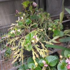 鉢植えの植物の画像