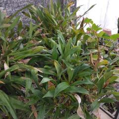 鉢植えの植物の画像