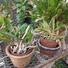 鉢植えの植物の画像